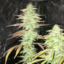 Nasiona marihuany Og Lemon Bilbo - opis odmiany konopi