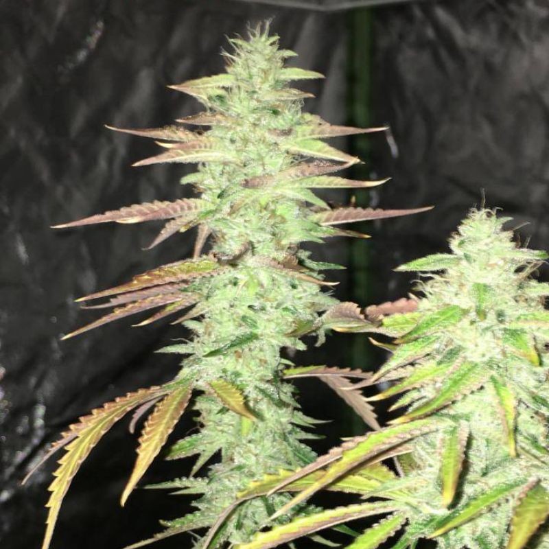 Nasiona marihuany Og Lemon Bilbo - opis odmiany konopi