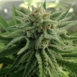 Nasiona marihuany White Walker Kush - opis odmiany konopi