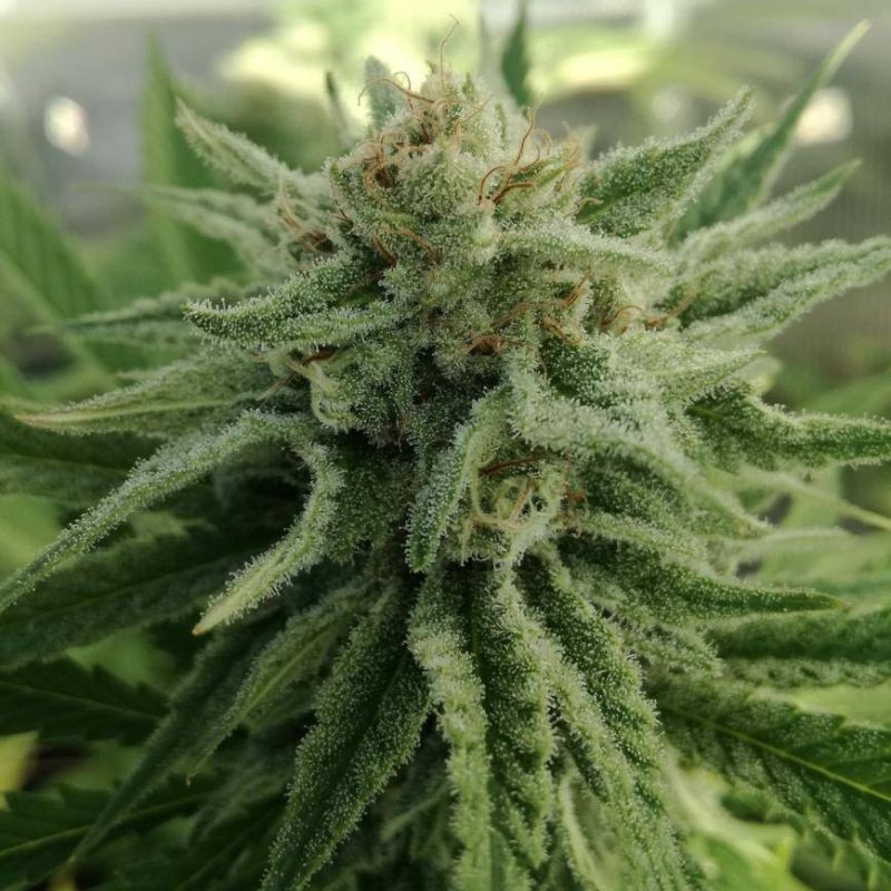 Nasiona marihuany White Walker Kush - opis odmiany konopi