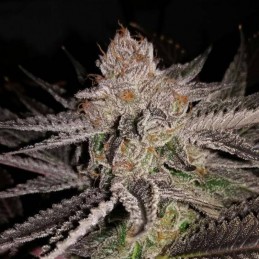 nasiona marihuany White Alien - opis odmiany konopi