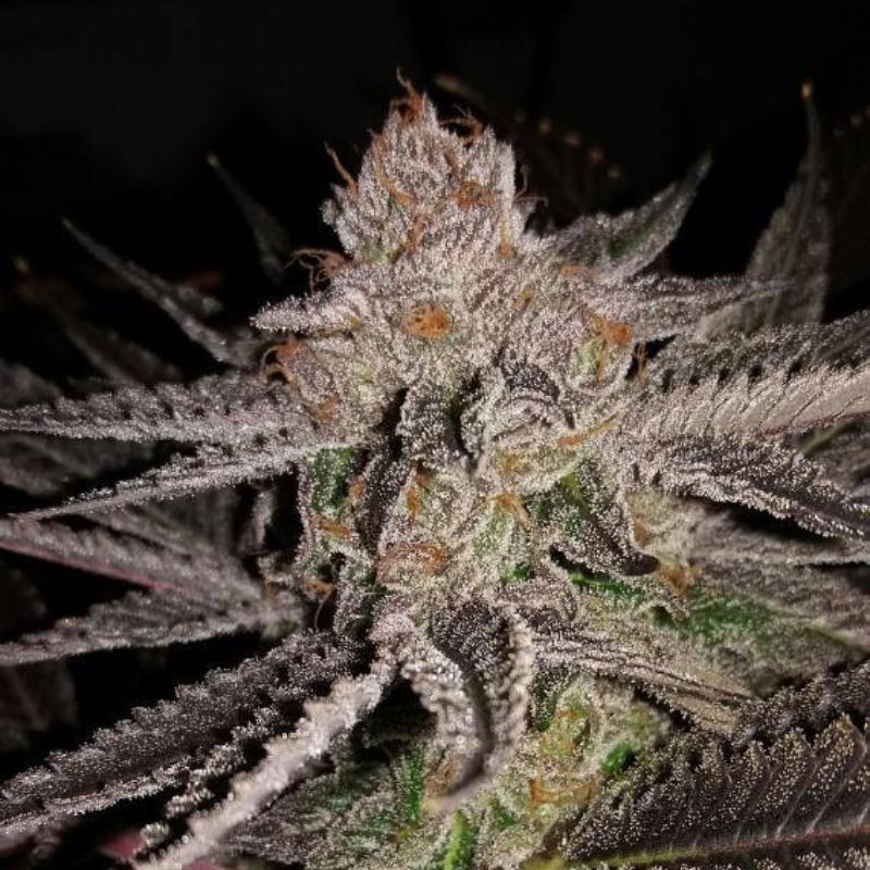 nasiona marihuany White Alien - opis odmiany konopi