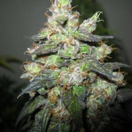 Nasiona marihuany Double Alien 18 - odmiana konopi