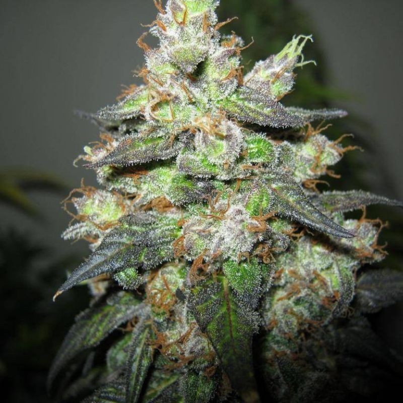 Nasiona marihuany Double Alien 18 - odmiana konopi