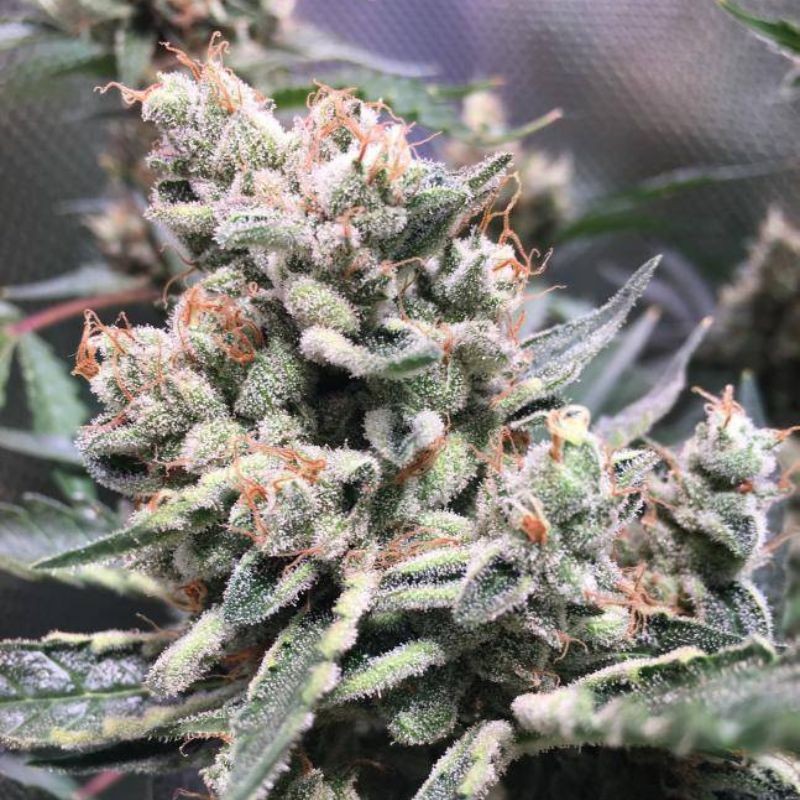 Nasiona marihuany El Fuego - odmiana konopi