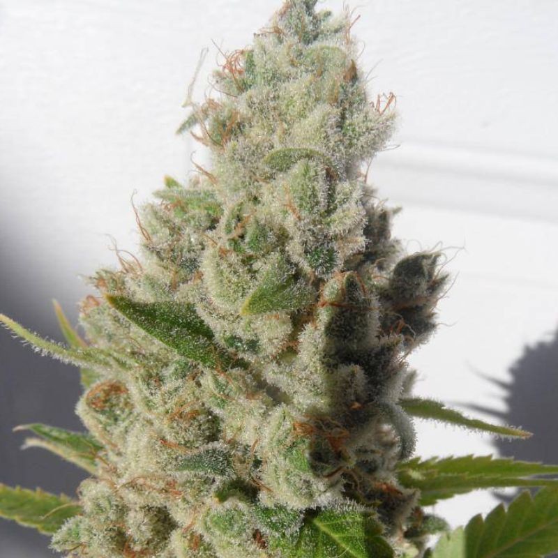 Nasiona marihuany Sharksbreath - opis odmiany konopi