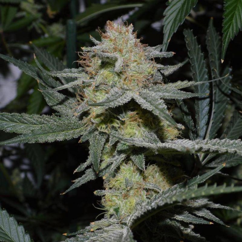 Nasiona marihuany R.K.S. - opis odmiany konopi