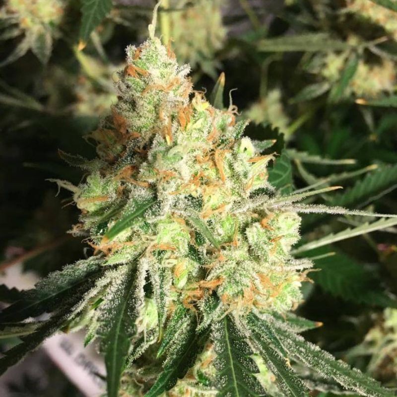Nasiona marihuany Lemon Walker - opis odmiany konopi