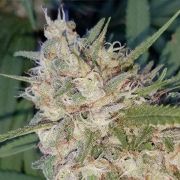 Nasiona marihuany Florida OG - odmiana konopi
