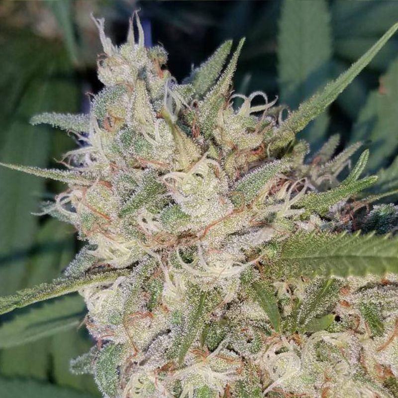 Nasiona marihuany Florida OG - odmiana konopi