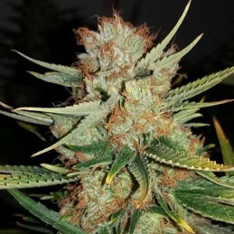 Nasiona marihuany Florida Lemons - odmiana konopi