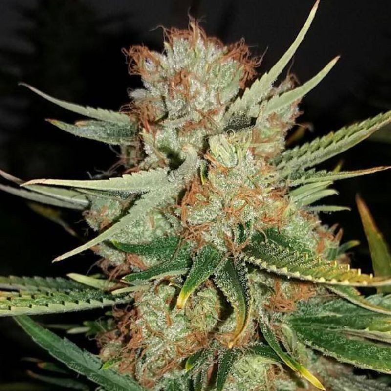 Nasiona marihuany Florida Lemons - odmiana konopi