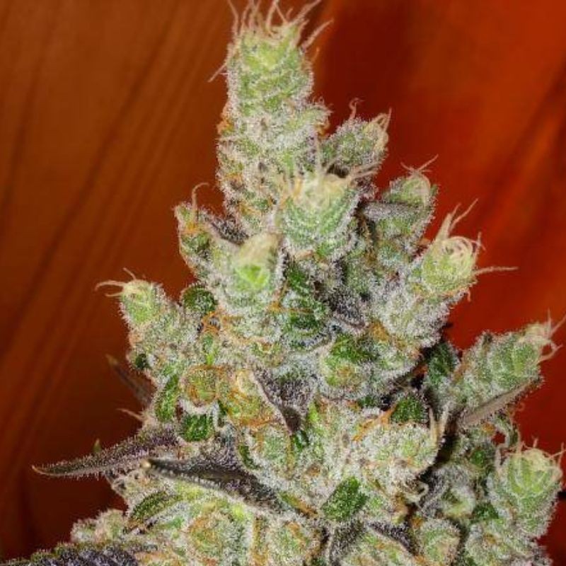 Nasiona marihuany Florida Gold - odmiana konopi