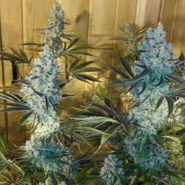 Nasiona marihuany automatyczne Auto Sugar Gom - odmiana konopi