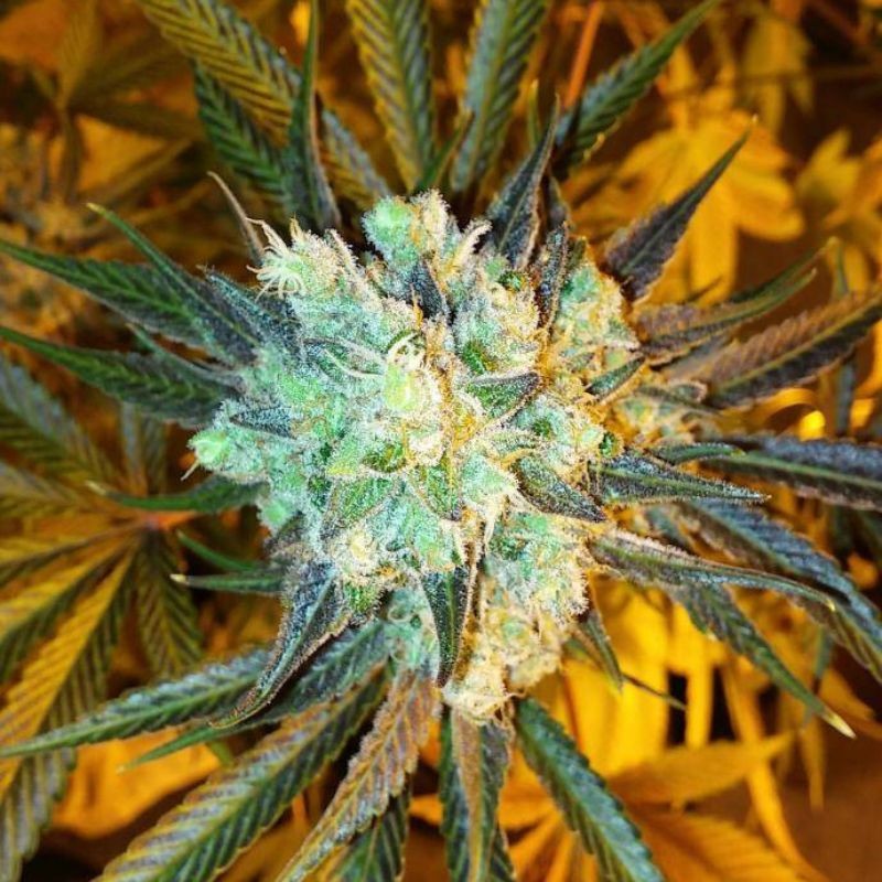 Nasiona marihuany automatyczne Auto Med Gom 1.0 - odmiana konopi