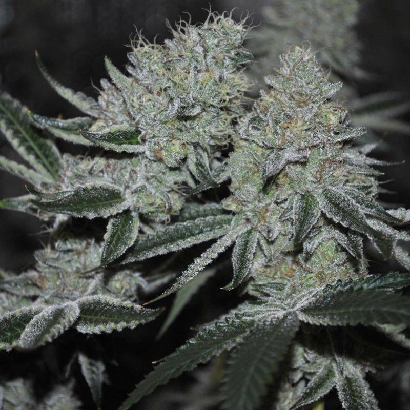 Nasiona marihuany automatyczne Auto Mass - odmiana konopi