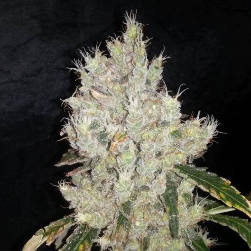 Nasiona marihuany automatyczne Auto Maxi Haze - odmiana konopi