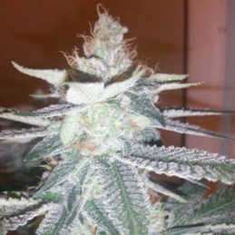 Nasiona marihuany automatyczne Auto Maxi Gom - odmiana konopi