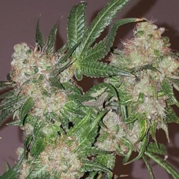Nasiona marihuany automatyczne Auto Haze Gom - odmiana konopi