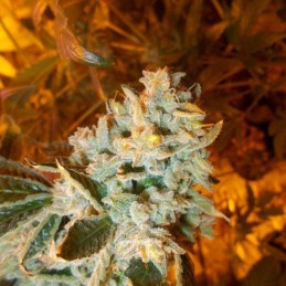 Nasiona marihuany White Widow x Big Bud - opis odmiany konopi