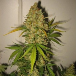 Nasiona marihuany Skunk Special - opis odmiany konopi