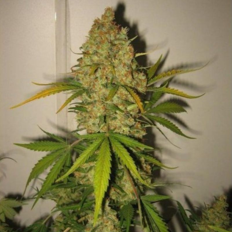 Nasiona marihuany Skunk Special - opis odmiany konopi