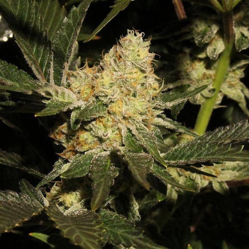 Nasiona marihuany SexBud - opis odmiany konopi