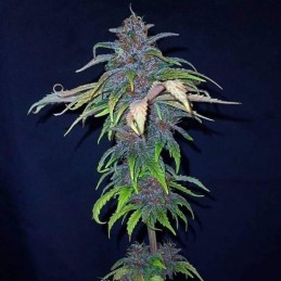 Nasiona marihuany Red Purps - opis odmiany konopi