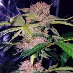 Nasiona marihuany Mimosa Champagne - opis odmiany konopi