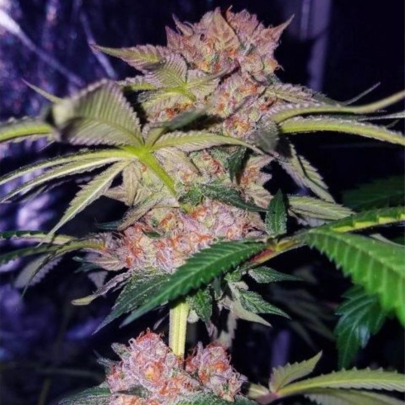 Nasiona marihuany Mimosa Champagne - opis odmiany konopi