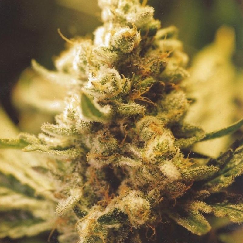 Nasiona marihuany Lemon Kush - opis odmiany