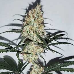 Nasiona marihuany Grape Amnesia - odmiana konopi