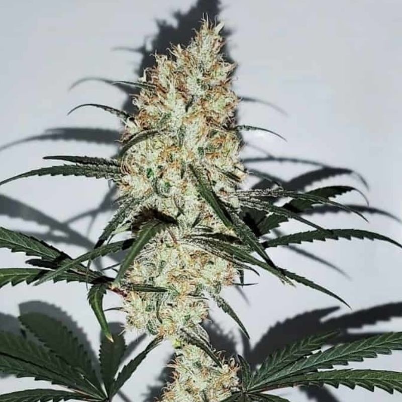 Nasiona marihuany Grape Amnesia - odmiana konopi