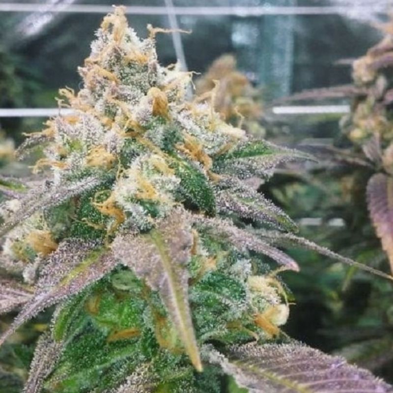 Nasiona medycznej marihuany Dream Berry - odmiana konopi