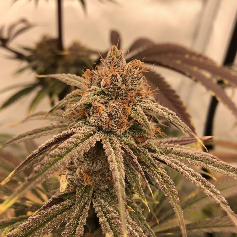 Nasiona marihuany automatyczne Auto Blueberry Cheesecake - odmiana konopi