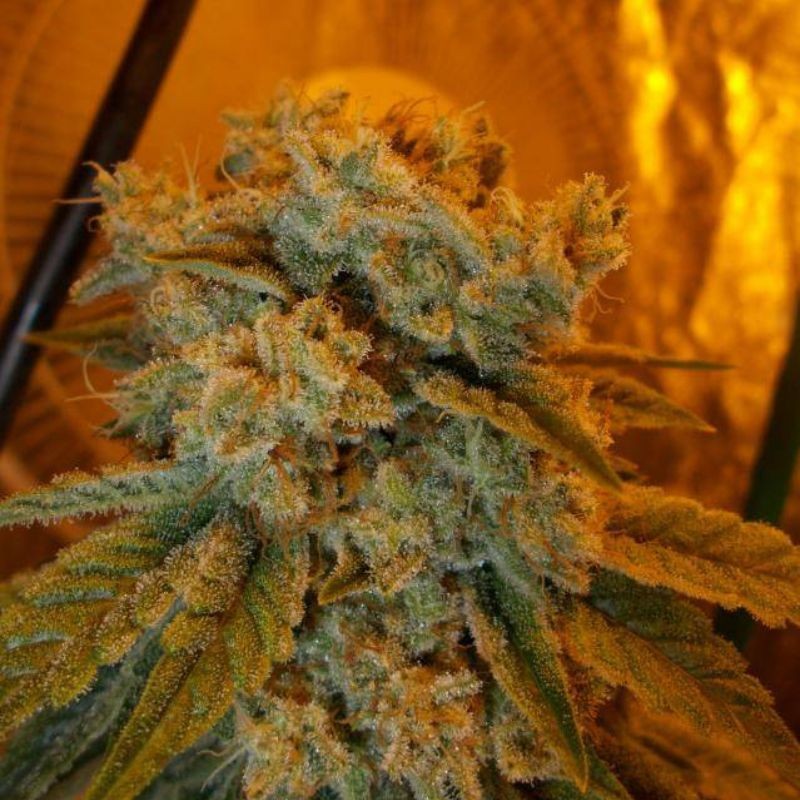 Nasiona marihuany Critical Sour - odmiana konopi