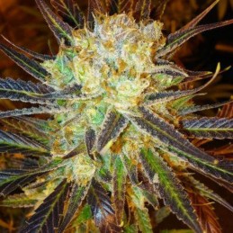 Nasiona marihuany automatyczne Auto NL - odmiana konopi