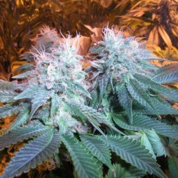 Nasiona marihuany Chem OG - odmiana konopi