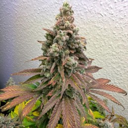 Nasiona marihuany Cherry Pie - odmiana konopi