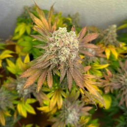 Medyczne nasiona marihuany CBD Terra Italia - odmiana konopi