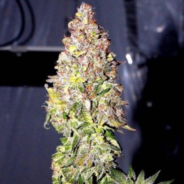 Nasiona marihuany automatyczne Auto Bubble - odmiana konopi