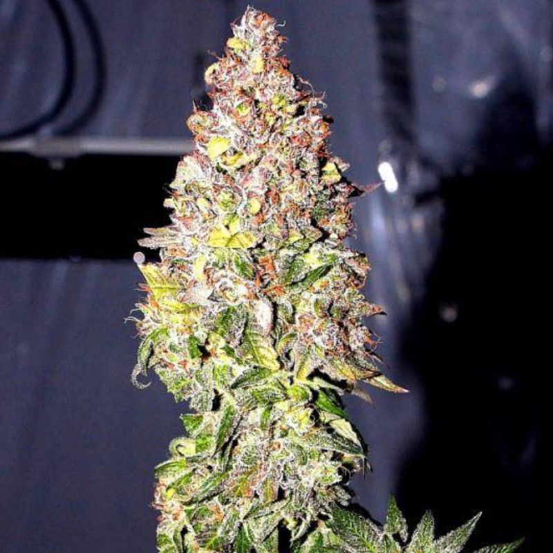 Nasiona marihuany automatyczne Auto Bubble - odmiana konopi