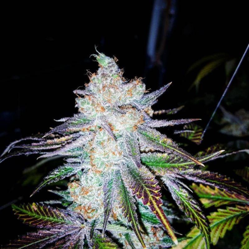 Nasiona marihuany automatyczne Auto Gelato - odmiana konopi