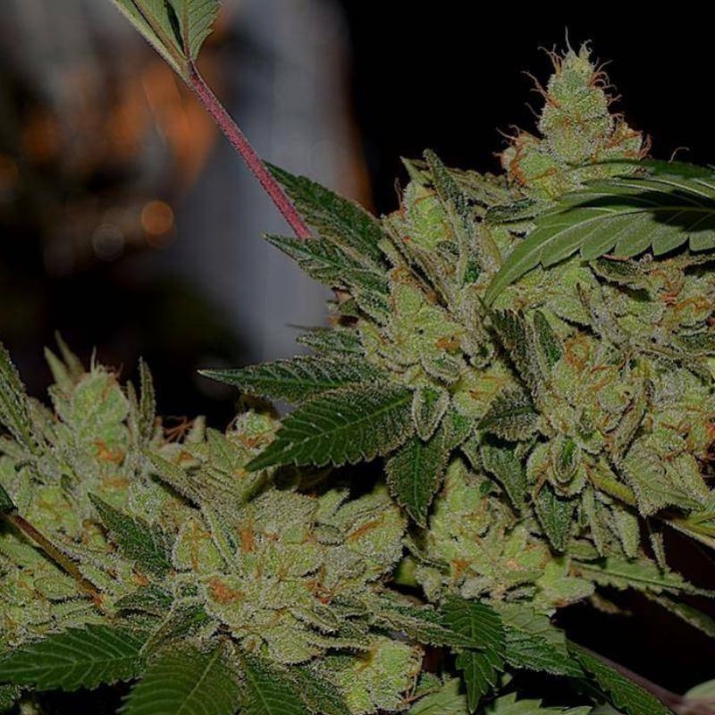 Nasiona marihuany automatyczne Auto Kush - odmiana konopi