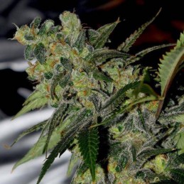 Nasiona marihuany automatyczne Auto Speed Bud - odmiana konopi