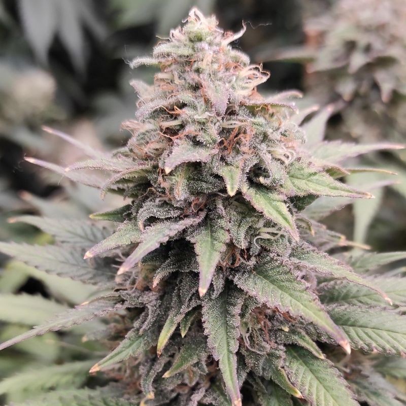 Nasiona marihuany Blueberry Cheesecake - odmiana konopi