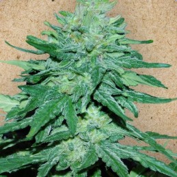 Nasiona marihuany automatyczne Auto White Widow X Big Bud - odmiana konopi