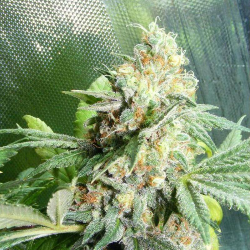 Nasiona marihuany Exotic Colours - odmiana konopi