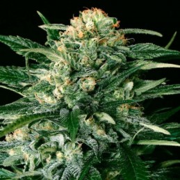 Nasiona marihuany Gipsy Widow - odmiana konopi