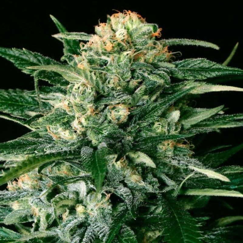 Nasiona marihuany Gipsy Widow - odmiana konopi